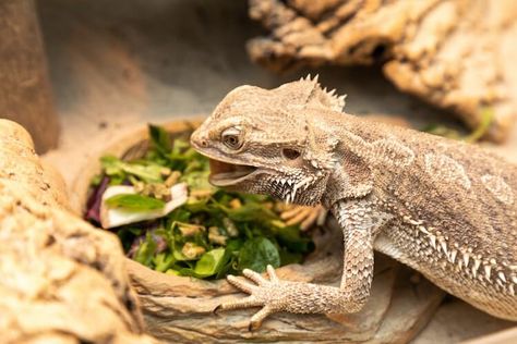 Bearded Dragon Foods, Food For Bearded Dragons, Beardie Food List, Bearded Dragon Veggie List, Bearded Dragon Eating Schedule, Bearded Dragon Feeding, Bearded Dragon Food List, Bearded Dragon Food, Bearded Dragon Diet