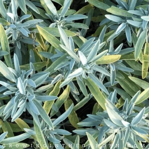 How to Grow Sage - Tips for Growing Sage - Growing In The Garden Pruning Sage Plants, Harvesting Sage, Harvesting Sage How To, Sage Harvesting, Growing Sage From Seed, Dry Sage, Growing Sage, Blue Orchid Flower, Sage Plant