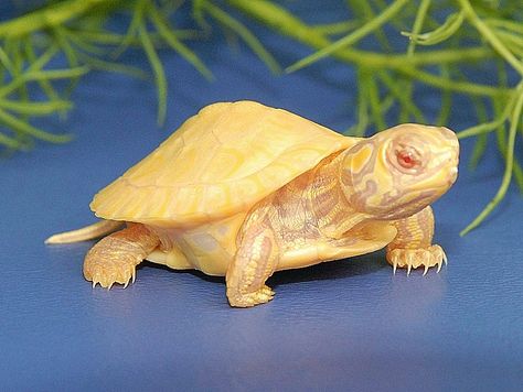 Albino red ear slider Albino Red Eared Slider Turtle, Albino Turtle, Red Ear Slider, Western Painted Turtle, Yellow Bellied Slider, Turtle Photography, Red Eared Slider Turtle, Slider Turtle, Russian Tortoise