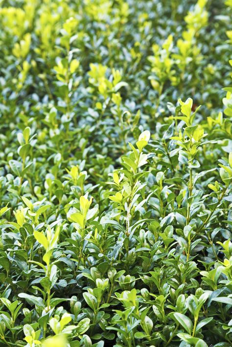 Plant Food Recipes, Boxwood Shrub, Homemade Plant Food, Boxwood Landscaping, Boxwood Tree, Organic Plant Food, Outdoor Makeover, Plant Fertilizer, Box Wood Shrub