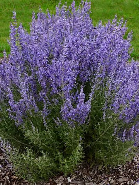 Perovskia / Russian Sage | Bluestone Perennials Formal Garden Design, Kitchen Gardening, Russian Sage, Full Sun Plants, Organic Kitchen, Blue Plants, Formal Garden, Sandy Soil, Perfect Plants