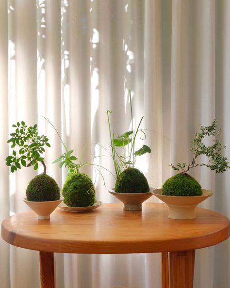 A full kokedama tutorial is now up on my YouTube! Check it out if you want to make one yourself 🌳 The plants featured from left to right are: Nandina bamboo White star grass & balloon flower White star grass & bellflower Serissa foetida Japanese Indoor Plants, Plants Indoor Ideas, Japanese Kokedama, Kokedama Display, Plants Terrarium, Interior Design Plants, Plant Styling, Avocado Plant, Indoor Flowering Plants