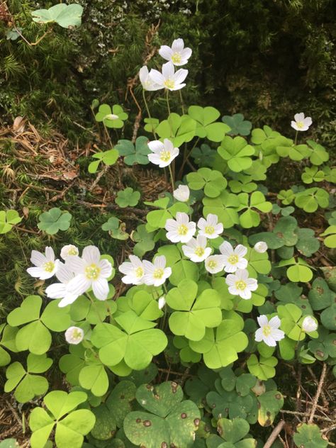 Foliage Reference Photo, Plants Reference Photos, Flower In Forest, Foliage Reference, Wood Sorrel, Woodland Plants, Plant Fungus, Plants Outdoor, Forest Plants