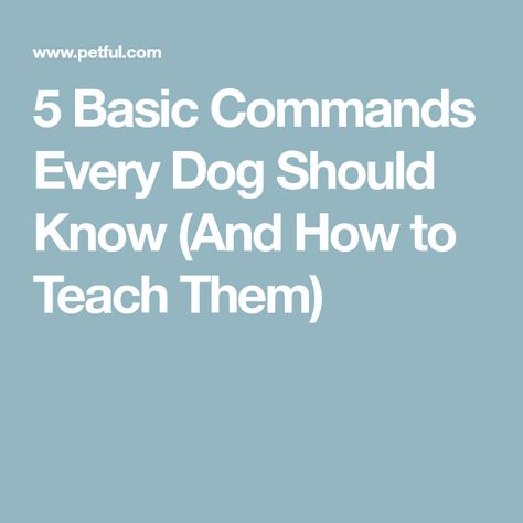 5 Basic Commands Every Dog Should Know (And How to Teach Them) Dog Commands, Good Citizen, Dog Behavior, Happy Dogs, For Dogs, Improve Yourself, Step By Step, Puppies, Dogs