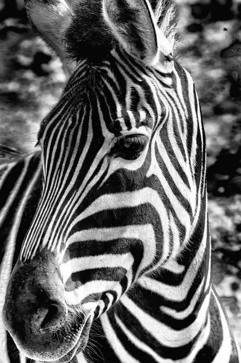 Black And White Animal Photography, Zebra Portrait, Zebra Pictures, Zebra Painting, Animal Photography Wildlife, Photography Wildlife, Zebras Animal, Lord God, Black And White Painting