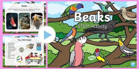 Birds and beaks activity and PowerPoint | Twinkl Bird Beaks Activity, Adaptations Activities, Bird Coloring, Stem Lesson, Animal Adaptations, Bird Beaks, Desert Animals, Bird Coloring Pages, Primary Students