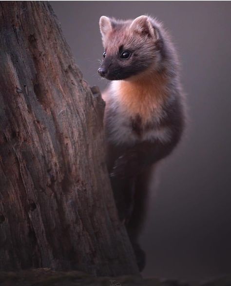 Martin Animal, Pine Martin, Pine Marten, Egyptian Mau, Iran Iraq, Cat Species, Good Poses, Jolie Photo, Zoology