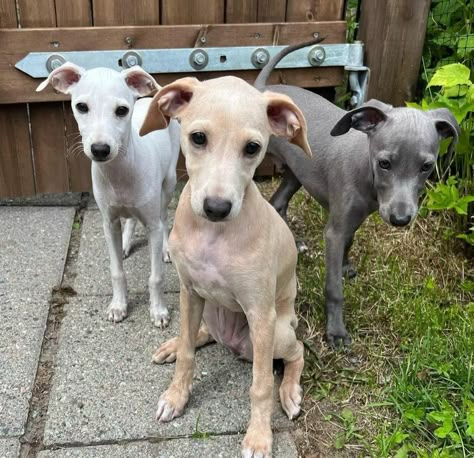 Solid Italian Greyhound Puppies Italian Greyhound Colors, Mini Italian Greyhound, Whippets Dog, Mini Greyhound, Miniature Italian Greyhound, Greyhound Puppies, Funny Looking Dogs, Cavoodle Dog, Greyhound Breed