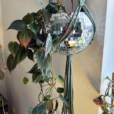 Sharing my plants and hangers I have around the flat. First up is my Philodendron Micans. I’ve had this plant (and most) since 2020/2021. It threw a fit after a repot and died down. I revived it by transferring it to lecca- clay balls that philodendrons seem to like for their draining properties. It’s sat in a disco ball I hacked into. The hanger was one of the first few in green I made. It’s still going strong. 💪🏻 I’ve got some amazing chunky green that I need to make some hangers with, ... Macrame Disco Ball Hanger Diy, Disco Balls And Plants, Hanging Disco Ball Planter, Hanging Plants Disco Ball, Macrame Plant Hanger Disco Ball, Disco Ball, Green, Plants