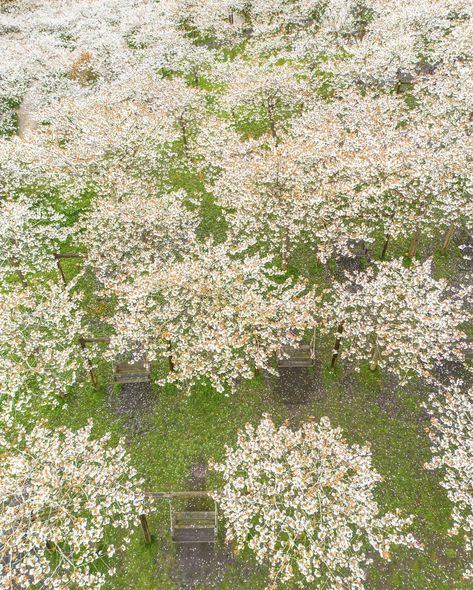 🌸@alnwickgarden cherry blossom orchard in all its glory🌸 Yesterday’s drone location revealed! With massive thanks to the gardens team, I was able to enter the gardens before opening time to capture some drone images of the cherry tree orchard now they’re in full bloom. The Cherry Orchard at The Alnwick Garden has the largest collection of ‘Taihaku’ in the world. Comprising of 329 trees, they all bloom together for up to two weeks around the end of April/beginning of May. It’s one of the mo... The Cherry Orchard, Tree Orchard, Cherry Orchard, Drone Images, Cherry Tree, In Full Bloom, Cherry Blossom, Blossom, Cherry