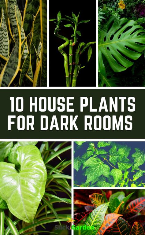 10 house plants for dark rooms. This plant can easily grow in the basement. It can propagate in the room where it receives little light. This plant can easily grow with minimum light and water. Plants That Grow Indoors With No Light, Plants In Dark Spaces, Plants That Grow In Dark Rooms, Plants For Laundry Room, Dark Room Plants Houseplant, Plants That Grow In The Dark, Basement Plant Room, Plant Grow Room, Plants In Dark Rooms