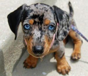 7 Dogs With Absolutely Breathtaking Blue Eyes