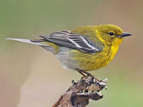 Photos and Videos for Pine Warbler, All About Birds, Cornell Lab of Ornithology Pine Warbler, Siskin, Different Birds, Broken White, Backyard Birds, Pine Forest, All Birds, Bird Photography, Bird Species