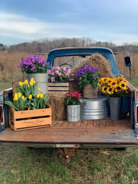 Fall Farm Stand Ideas, Old Truck Fall Photoshoot, Old Truck Flower Bed, Old Pickup Truck Flower Bed, Old Truck With Flowers, Vintage Trucks With Flowers, Rustic Wheelbarrows, Bird Houses For Sale, Fall Landscaping