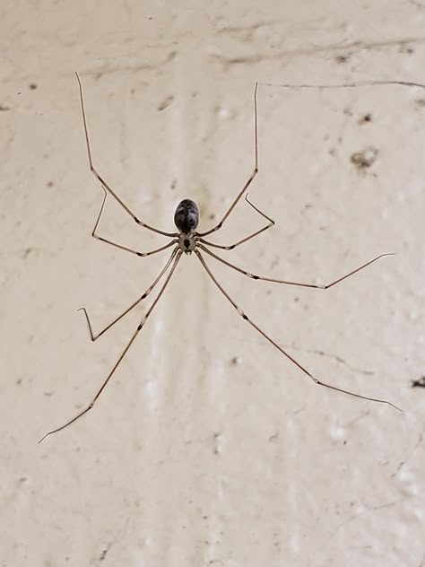 Big Daddy Long Legs Bro Daddy Long Leg Tattoo, Daddy Long Legs Drawing, Daddy Long Legs Spider Tattoo, Daddy Long Legs Spider, Bird Spider, Long Leg Spider, Spider Drawing, Ethereal Photography, Spider Legs