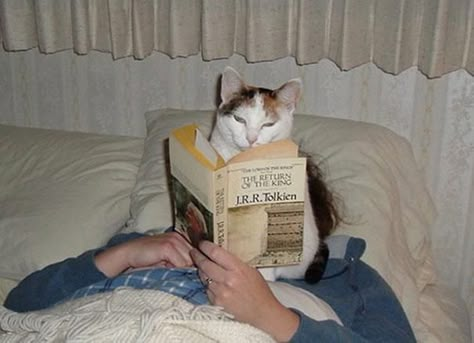 Cats And Books, Cat Reading, Cat Club, Personal Space, Silly Cats, I Love Cats, Cat Owners, Cat Gif, Kitty Cats