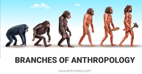 Branches of Anthropology | Anthroholic Cultural Anthropology Aesthetic, Anthropology Aesthetic, Linguistic Anthropology, Physical Anthropology, Biological Anthropology, Cultural Anthropology, Anthropology, Archaeology, Physics