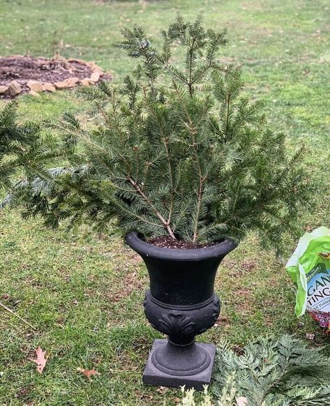 Winter gardening with outdoor planters is a great way to satisfy that craving while decorating for the holidays. Check out this easy and quick classic and simple front porch Christmas decoration on a budget. Decoration On A Budget, Porch Urns, Simple Front Porch, Winter Containers, Outdoor Urns, Christmas Urns, Outdoor Christmas Planters, Front Porch Planters, Holiday Planter