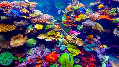 Andaman- coral reefs Big Aquarium, Ocean Ecosystem, Saltwater Aquarium Fish, Coral Walls, African Cichlids, Reef Aquarium, Saltwater Aquarium, Aquascaping, Tropical Fish