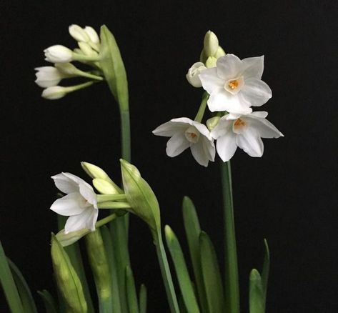 Paperwhite Narcissus, Mid Twenties, Longfield Gardens, Narcissus Flower, Birth Flower Tattoos, Flower Bulbs, Flower Vase Arrangements, Indoor Flowers, White Gardens