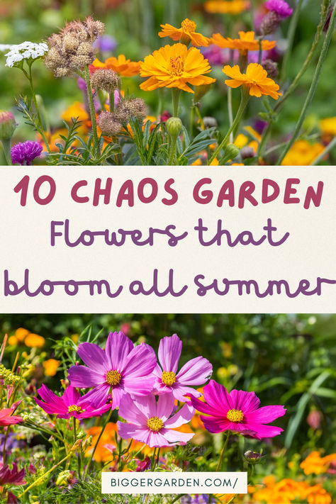 Top 10 Flowers for a Thriving Chaos Garden That Blooms All Season Long | Bigger Garden Cheap Flower Garden Ideas, Small Wild Flower Garden, Wild Flower Garden Ideas Landscapes, Wild Flower Types, Best Wildflowers To Grow, Best Filler Flowers, Growing Wild Flowers From Seeds, Growing Flowers For Wedding, Chaos Gardening Flowers