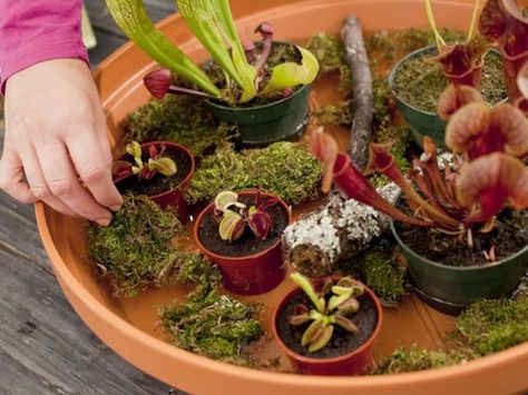 I got: Growing carnivorous plants! What Hobby Should You Have? Carnivorous Plants Care, Carnivorous Plants Terrarium, Insectivorous Plant, Bog Plants, Savage Garden, Bog Garden, Hgtv Garden, Pitcher Plant, Plant Garden