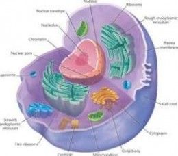 Photo Credit: www.sciencecontrol.com Dna Lesson, 3d Animal Cell, Plant Cell Structure, Animal Cell Project, Apologia Biology, Membran Sel, Cell Diagram, Cell Parts, Plant And Animal Cells