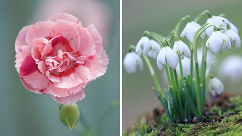 January Birth Flowers: Carnation and Snowdrop Carnation And Snowdrop Flower, Growing Carnations, Bloom Tattoo, Planting Seeds Indoors, Oncidium Orchids, Trailing Flowers, January Birth Flowers, April Birth Flower, Garden Diary