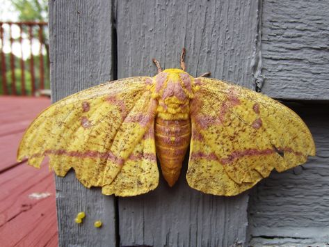 Imperial Moth | Female | savplatypus | Flickr Imperial Moth Tattoo, Moth Oc, Imperial Moth, Nc Tattoo, Beautiful Moths, Royal Walnut Moth, Pale Tussock Moth, Giant Leopard Moth, Wing Tattoo