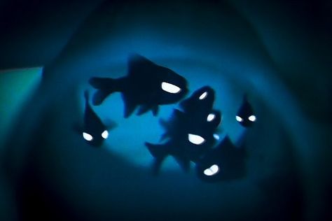 Flashlight Fish, Aquarium Of The Pacific, Ocean Science, Underwater City, Ocean Pollution, Beautiful Sea Creatures, Long Beach California, Animal Groups, The Aquarium