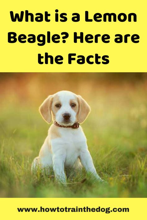 What is a Lemon Beagle? Here are the Facts #LemonBeagle #BeagleDogs #Beagles Begal Puppies, Lemon Beagle Puppy, Beagle Facts, Lemon Beagle, Baby Beagle, Pocket Beagle, Dog Remedies, Corgi Puppies, Most Popular Dog Breeds