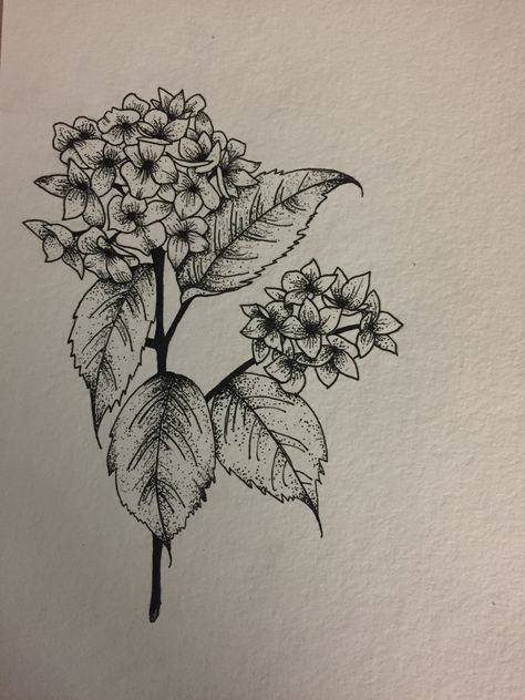 Hydrangeas pointillism ink drawing Hydrangea Pencil Drawing, Hydrangea Bouquet Drawing, Hydrangeas Drawing, Hydrangea Tattoo Black, Tattoo Hydrangea, Hydrangea Tattoos, Black Eyed Susan Tattoo, Hydrangea Drawing, Blackberry Tattoo