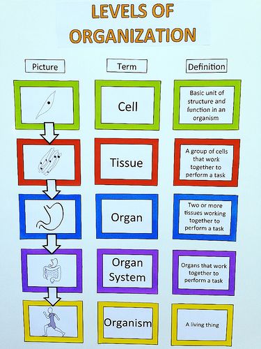 Levels Of Organization Biology, Anatomy Classroom, Cell Structure And Function, Levels Of Organization, Body Studies, Lab Assistant, Science Chart, Sixth Grade Science, Science Cells