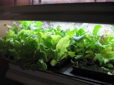 Salad Basics, Indoor Salad Garden, Growing Salad Greens, Growing Lettuce Indoors, Salad Garden, Radish Recipes, Growing Lettuce, Grow Boxes, Salad Greens