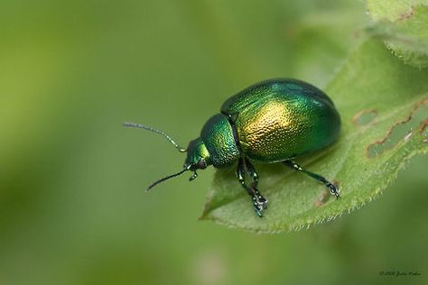 Mint Leaf Beetle - Chrysolina herbacea - by Jivko Nakev Beetle Person, Beetle Side View, Arcane Props, Steampunk Beetle, Beetles Insect, Beetle Aesthetic, Jenny Core, Insect Reference, Goblin Girl