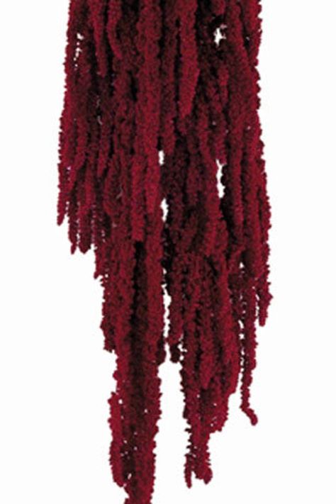 Dried Amaranthus, Red Amaranthus, Hanging Amaranthus, Flowers Dried, Fern Plant, Preserved Roses, Preserved Flowers, Wall Garden, Peach Roses