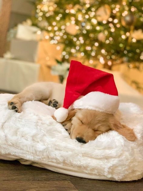 Christmas Puppies Pictures, Christmas Pet Photos, Pfp Christmas, Dog Christmas Photos, Dog Christmas Pictures, Christmas Tree Dog, Merry Christmas Dog, Golden Retriever Christmas, Puppy Photography