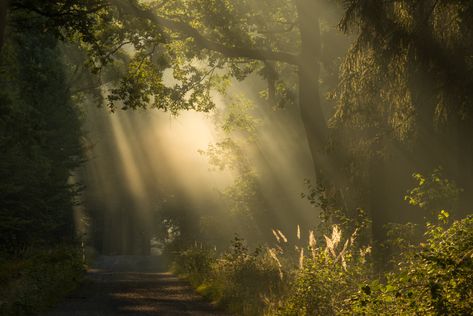 Sunlit Forest Aesthetic, Neverland Aesthetic, Ethereal Forest, Sunny Forest, Magical Pathways, Painting Mood, Mystic Forest, Horizontal Painting, Aesthetic Gifs