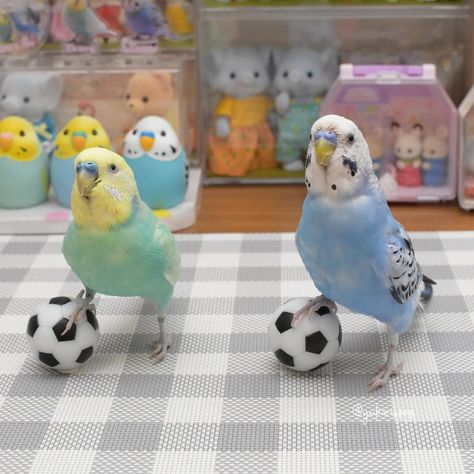 Toys For Budgies, Funny Bird Pictures, Parrot Wallpaper, Budgies Bird, Pokemon Craft, Parrots Art, Bird Care, Parakeets, Funny Birds