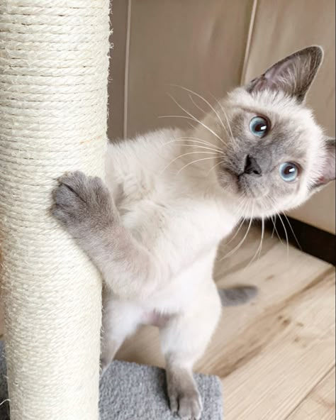 Sweet little blue / lilac point siamese kitten mix IG @noellekramer Siamese Lilac Point, Gray Siamese Cats, Lavender Point Siamese, Blue Point Siamese Kitten, Lilac Point Siamese, Siamese Cats Blue Point, Blue Point Siamese, Siamese Kitten, Kitten Images