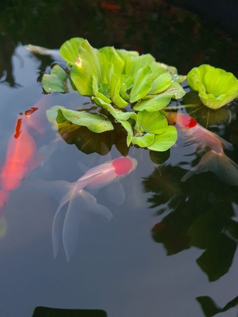 Goldfish in garden pond Outdoor Goldfish Pond, Pond Goldfish, Small Fish Pond, Goldfish Tank, Goldfish Pond, Goldfish Bowl, Pond Fish, Betta Fish Tank, Fish Ponds