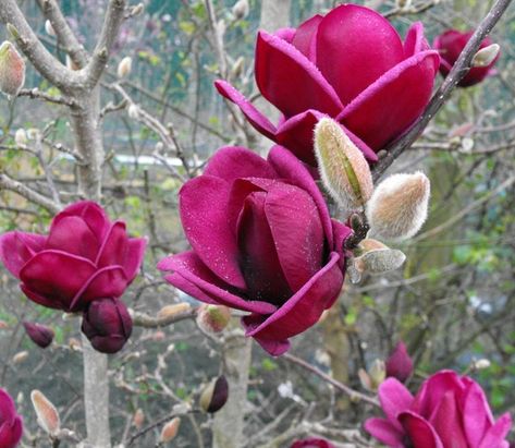 Magnolia 'Genie', Genie Magnolia, Red magnolia, Winter flowers, Spring flowers, Red flowers, fragrant trees, fragrant flowers, Purple Magnolia, Purple flowers Magnolia Denudata, Evergreen Magnolia, Small Ornamental Trees, Magnolia Soulangeana, Red Magnolia, Red Bud, Specimen Trees, Magnolia Trees, Tree Seeds