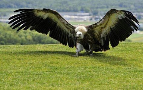 whoah landing vulture, this is a big one! Andean Condor, Raptors Bird, Hawk Bird, Bird Wings, Bird Wallpaper, Bird Pictures, Birds Of Prey, Animals Of The World, Wild Birds