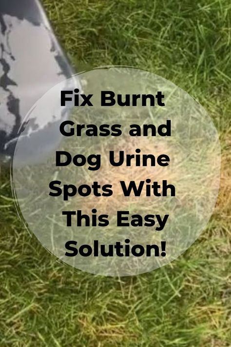 Dog Urine Grass Repair, Landscape Ideas For Small Backyard, Lawn Repair, No Grass Backyard, Dog Urine, Lawn Care Tips, Dog Pee, Backyard Diy, Lawn Maintenance