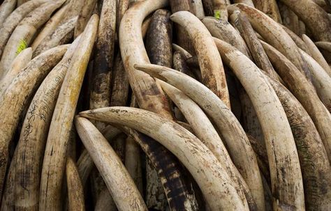 Ontario company, director fined for illegal exports of ivory, python skin Dna Analysis, Ivory Elephant, Conservation Biologist, Ivory Trade, Personalized Medicine, George Mason University, Python Skin, Simple Nail Art Designs, Out Of Africa