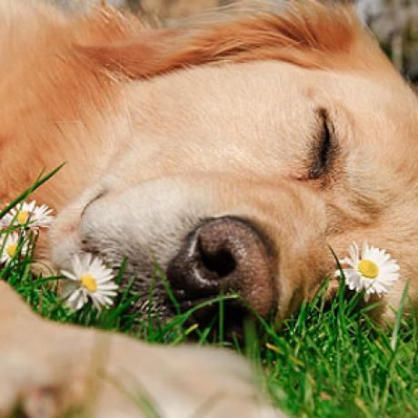 A Golden Retriever, Spring Photos, The Grass, A Dog, Golden Retriever