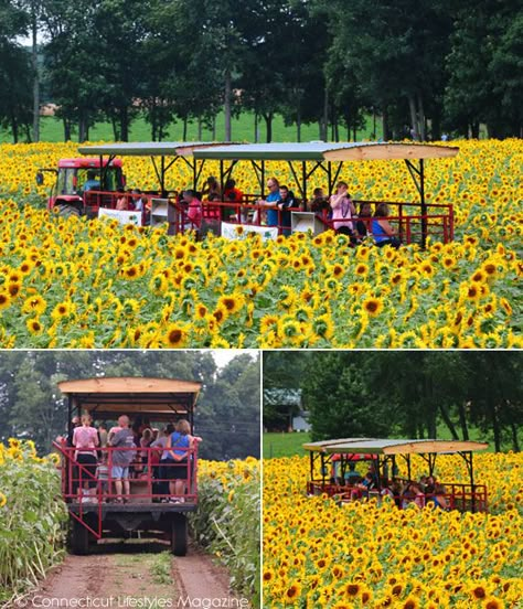 Photographs from Buttonwoods Sunflower Festival Sunflower Festival, Farm Events Ideas, Farm Festival, Sunflower Farm, Agritourism Farms, Fall Container Plants, Fall Crops, Sunflower Patch, Garden Tattoos