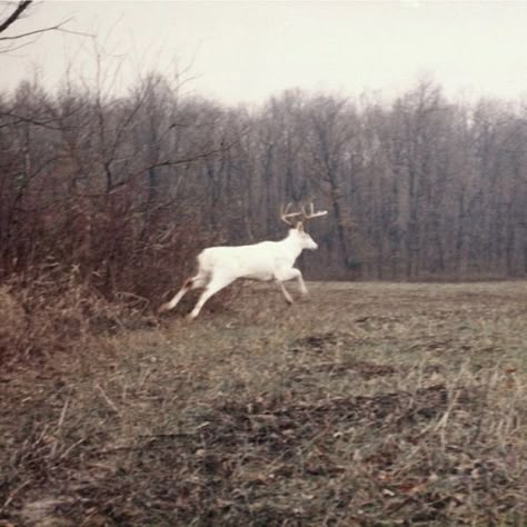 Albino Deer, Deer Pics, Whitetail Deer Pictures, Elf Rogue, Big Deer, Trail Cam, Deer Pictures, Whitetail Bucks, Hunting Stuff