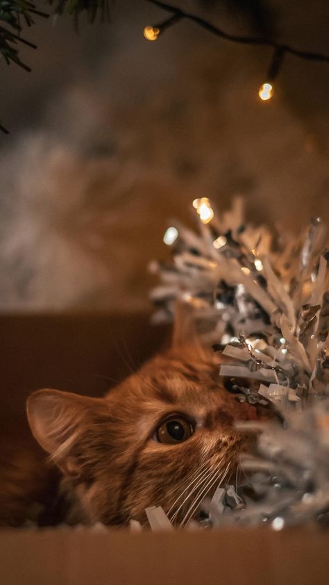 Christmas Cat Wallpaper Iphone, Christmas Cat Wallpaper, Christmas Lights Wallpaper, Christmas Poses, December Wallpaper, Instagram Feed Planner, Christmas Tree Wallpaper, Cat Christmas Tree, Christmas Wallpaper Backgrounds