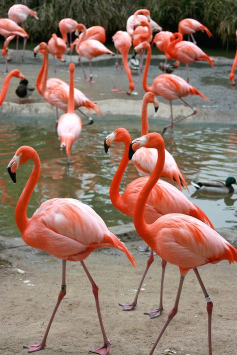 Flamingo Stuffed Animal, Flamingo Pictures, Flamingo Photo, Flamingo Bird, Flamingo Art, Bird Theme, Pink Bird, Exotic Birds, Animal Wallpaper